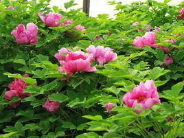 牡丹花園 牡丹花園