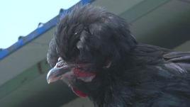 鳳羽黑土雞 鳳羽黑土雞