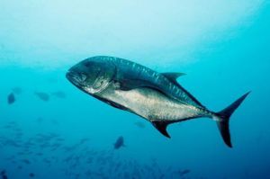 暗圓帆魚 暗圓帆魚