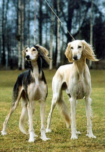 東非獵犬 東非獵犬