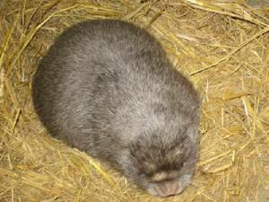 冬茅老鼠 冬茅老鼠