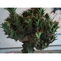 旋風麒麟 旋風麒麟