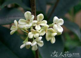 霜天曉角·桂花 霜天曉角·桂花