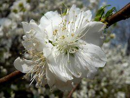 白花山碧桃 白花山碧桃