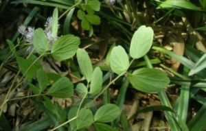 毛葉網脈唐松草(變種) 毛葉網脈唐松草(變種)