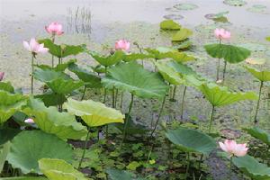 人類與自然最完美的和諧——走進石龍湖國家級濕地公園