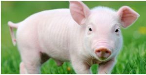 低脂豬 低脂豬
