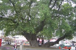 城市古樹名木保護管理辦法 城市古樹名木保護管理辦法