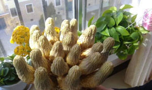 肉蓯蓉屬 肉蓯蓉屬