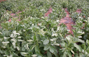 陵西一寸 陵西一寸