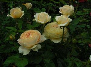 “古董”[薔薇屬月季栽培品種]