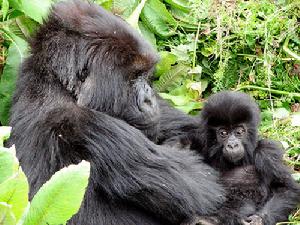 兩隻山地大猩猩在嬉戲