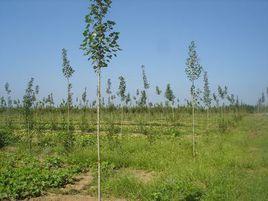 興隆林場[黑龍江省寧安市興隆林場]