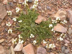 密叢棘豆 密叢棘豆