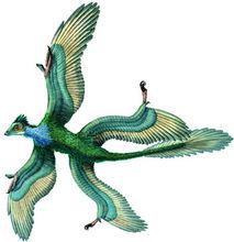 類似圖中的小盜龍，始祖鳥也具有後翼