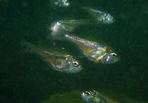 布氏長鰭天竺鯛 布氏長鰭天竺鯛