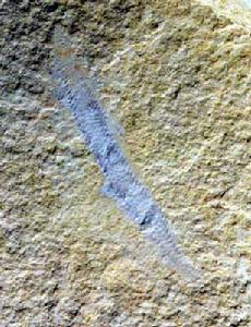 寒武紀生命大爆發