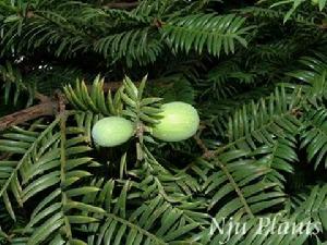 日本榧樹 日本榧樹