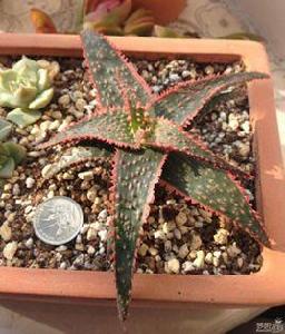 聖誕蘆薈 聖誕蘆薈