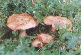 楊樹口蘑 楊樹口蘑