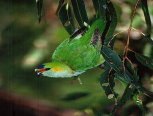 紫冠吸蜜鸚鵡 紫冠吸蜜鸚鵡