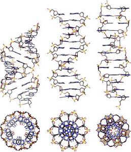 雙鏈RNA病毒 雙鏈RNA病毒