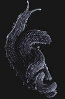 原節肢亞門 原節肢亞門