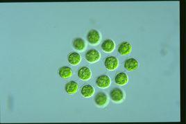 美麗盤藻 美麗盤藻