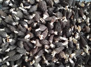 成熟採摘的梯棱羊肚菌