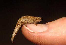 琥珀變色龍 琥珀變色龍