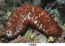 白底靴參 白底靴參