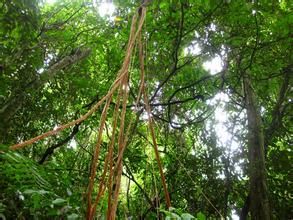 大葉素馨 大葉素馨