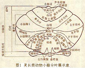 顱內占位性病變