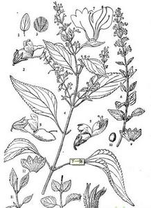 細葉香茶菜 細葉香茶菜