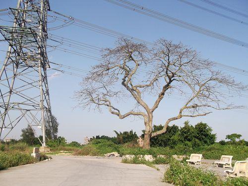 村道口的皂夾樹。