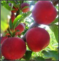 &&甜美多汁的李子