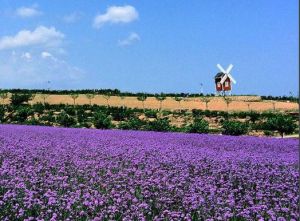 大連紫雲花汐薰衣草莊園 大連紫雲花汐薰衣草莊園