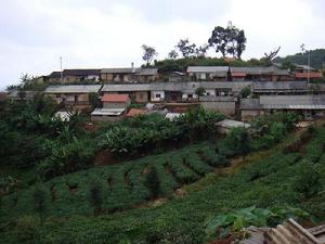 大幹樹自然村 大幹樹自然村