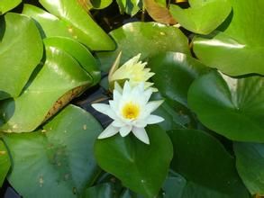 非洲白蓮 非洲白蓮