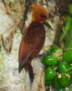 南美栗啄木鳥 南美栗啄木鳥