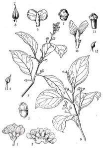 多花丁公藤 多花丁公藤