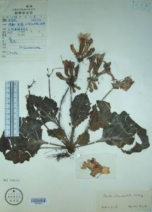 鈍齒唇柱苣苔 鈍齒唇柱苣苔