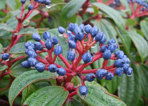 川西莢蒾 川西莢蒾