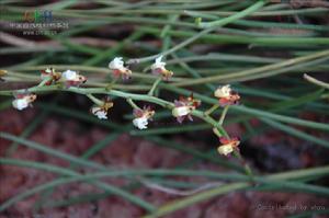 長帽隔距蘭 長帽隔距蘭
