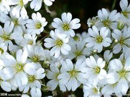 珍珠花菜[菊科植物]