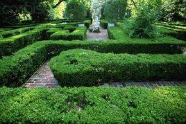 綠籬植物 綠籬植物