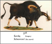 高棉野牛