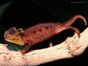 變色龍[桌面遊戲]