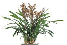 墨蘭[一種植物]