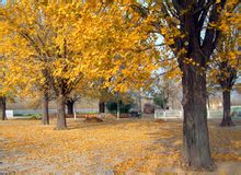 港上銀杏博覽園